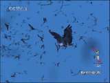 动物世界 动物世界 2010年 第238期