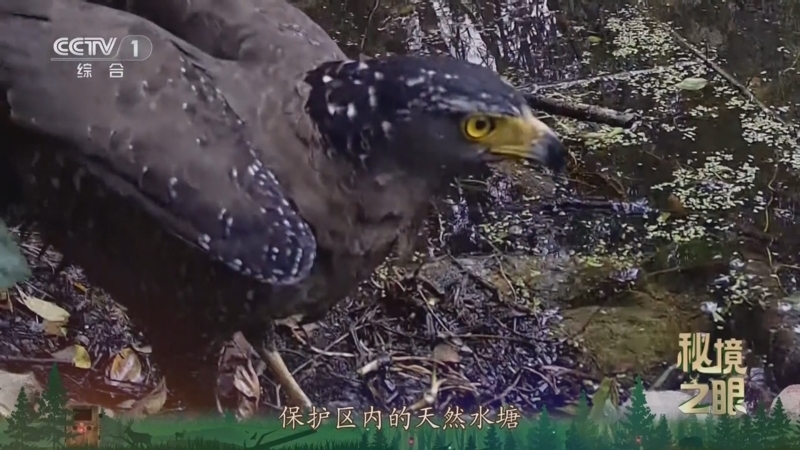 秘境之眼 《秘境之眼》 蛇雕 20250626