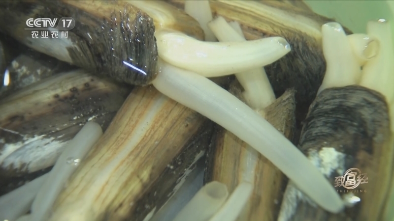 致富经 《致富经》 20230510 味蕾大出动 第4集 小壳大味