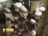 生财有道 《生财有道》 20180412 山西交口：香菇铺就脱贫路