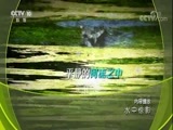 地理中国 《地理中国》 20171105 水中惊影