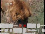 揭秘动物行为之同类相残 自然传奇20110325