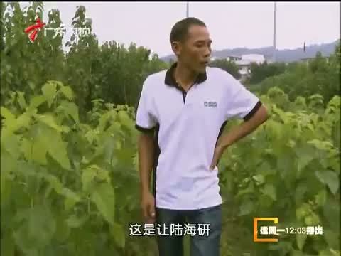 凡人大爱 《凡人大爱》 20130902 桑基鱼塘里的秘密