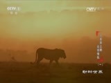 动物世界 《动物世界》 20170701 大草原上的爱恨情仇（一）
