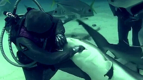 第2期：胆大美女鲨口拔“牙”