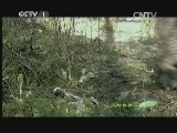 人与自然 《人与自然》 20140105 猞猁传奇（下）