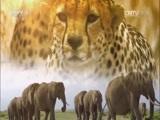 人与自然 《人与自然》 20160306 狮子树（下）