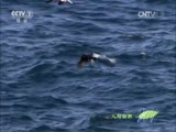 人与自然 《人与自然》 20150715 自然发现：生命——天高任鸟飞（上）