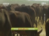 自然传奇 《自然传奇》 20171022 狮子和野牛