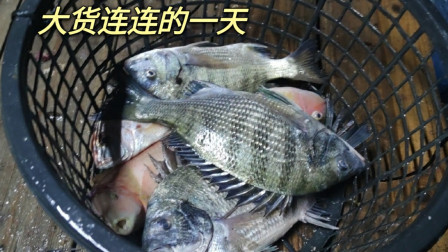 南澳岛赶海日记 大货连连的一天，渔民出海也就为了几条渔获了，今天大黑鲷够多