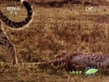 人与自然 《人与自然》 20150125 猎豹妈妈传奇（下）