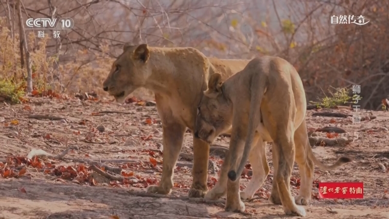 《自然传奇》 20260227 狮子王国 5