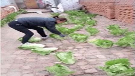 猿创精选 人民币玩家把白菜种在石板路上 这回玩偷菜游戏方便多了 156