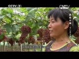 致富经 《致富经》 20150407 赢在未来——农产品电商崛起 第二集 产品的故事