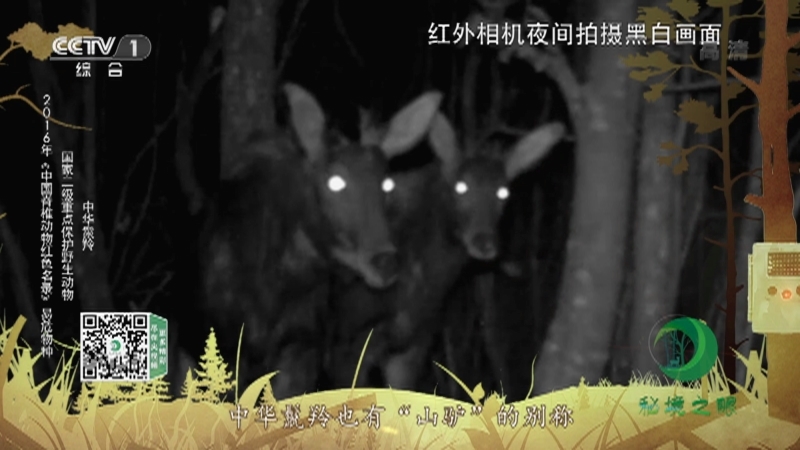 秘境之眼 《秘境之眼》 中华鬣羚/毛冠鹿 20220707