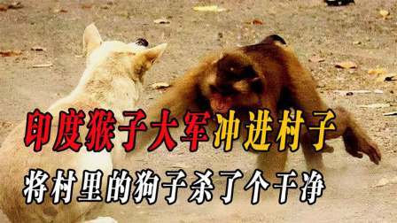 印度爆发猴狗大战（下）猴子闯入村庄屠杀小狗，就连小孩都不放过
