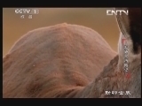 动物世界 《动物世界》 20130614 红袋鼠历险记