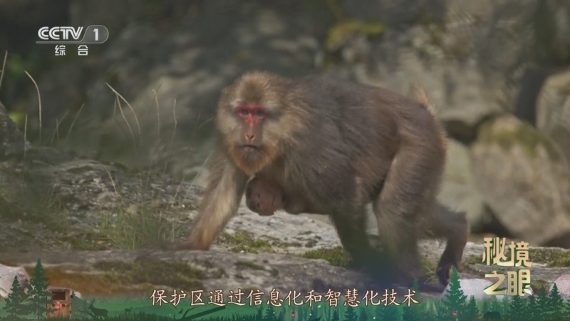 秘境之眼 《秘境之眼》 藏酋猴 20250517