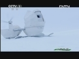 人与自然 《人与自然》 20130226 自然故事 北极熊的夏天-两口之家与三口之家
