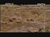 魅力纪录（CCTV-1综合频道） 《魅力纪录》20130718 大迁徙，角马群里的间谍 第二集 横渡