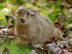 可爱的小崽子们第6集：成长进行时