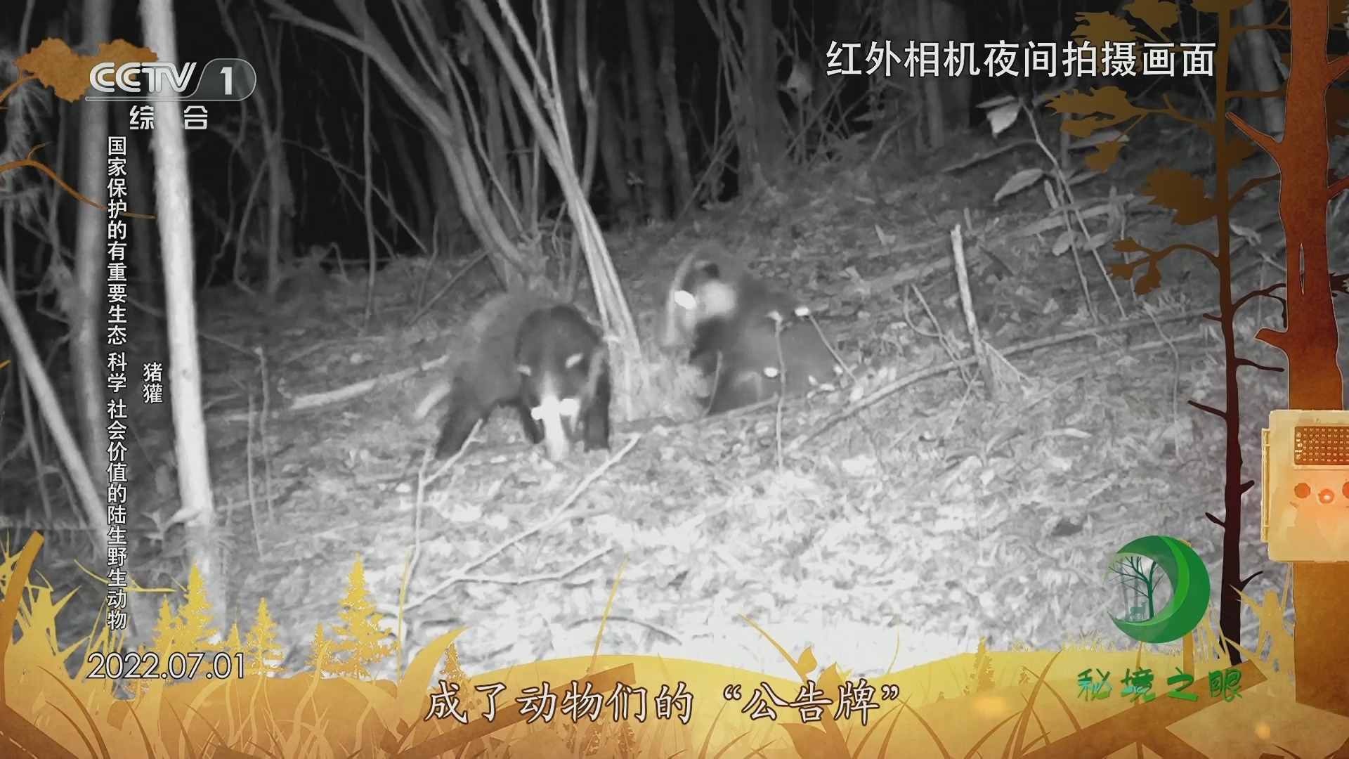 秘境之眼 《秘境之眼》 猪獾/小灵猫 20231223