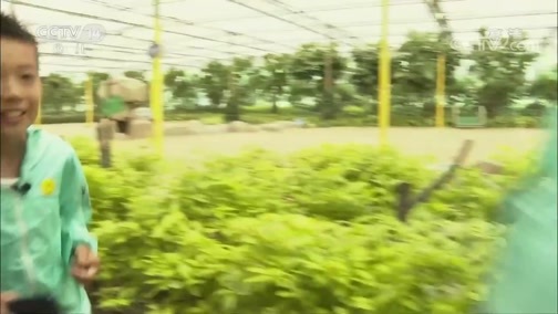 芝麻开门【央视】 《芝麻开门》 20190608 挑战大现场 植物乐园大挑战