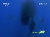 人与自然 《人与自然》 20160406 捕食者的本能——速度（上）