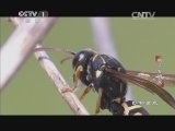 动物世界 《动物世界》 20140803 虫子发明家/博物馆奇妙夜
