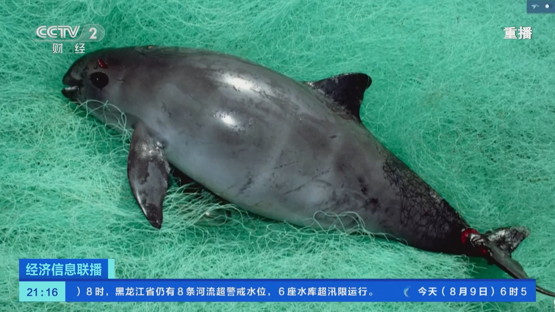经济信息联播 《经济信息联播》 20230809