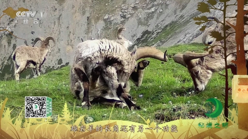 秘境之眼 《秘境之眼》 岩羊 20221013