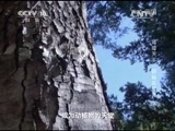 地理中国 《地理中国》 20150217 寻奇天下·探秘东江源