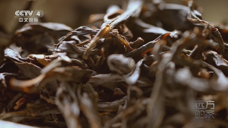 《远方的家》 20260320 岭南新粤章 茶香袅袅处 海天共长歌