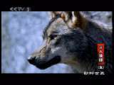 动物世界 动物世界 2010年 第79期
