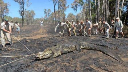 千斤巨型食人鳄终于被抓到! 已吃掉多人, 当地居民吓得不敢出门!