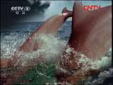 人与自然 《人与自然》 20110914 鸟类的语言（下）