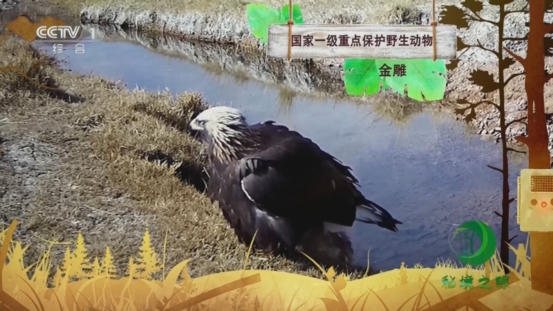 秘境之眼 《秘境之眼》 金雕 20230821