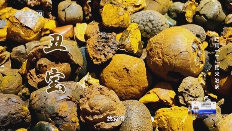 健康之路 《健康之路》 20241010 巧用“牛”药来治病