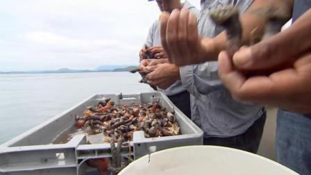 半岛奇闻 这种来自地狱的海鲜  欧洲人冒着危险去采摘