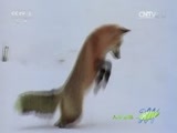 人与自然 《人与自然》 20150915 自然发现 捕食者的本能——犬科动物（下）