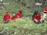 走近科学 《走近科学》 20150916 寻找仙草之天山雪莲