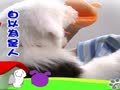 狗狗日记 第97天 狗咬狗