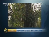 生财有道 《生财有道》 20160119 生态中国系列（乡村行）：多彩江背的生态财富
