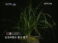 走近科学 下山兰的陷阱