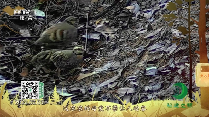 秘境之眼 《秘境之眼》 白眉山鹧鸪 20220806