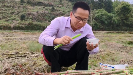 农村的这种野生植物，曾被小孩当零食吃