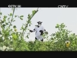芝麻开门【央视】 《芝麻开门》 20150126