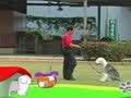 狗狗日记 第229天 要乖乖的等