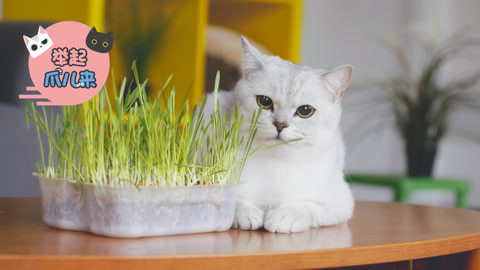 举起爪儿来 喵星人的猫草盛宴