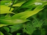 智慧树 《智慧树（周末版）》 20120708 07：00